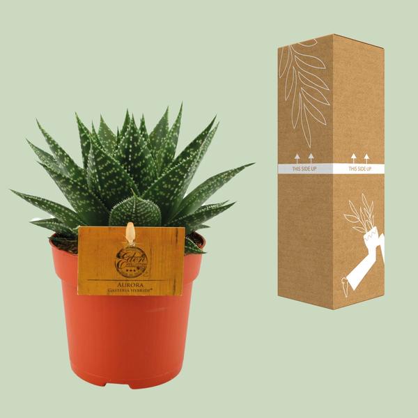 Gasteria Hybride Aurora - Ø11cm - ↕15cm