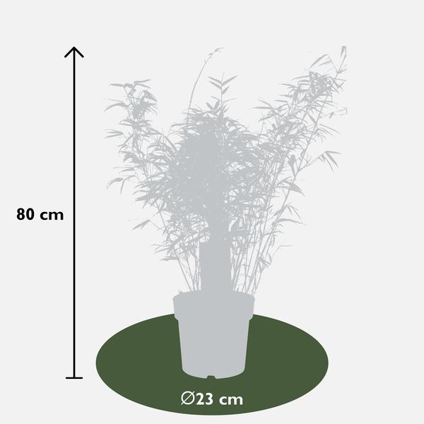 2x Fargesia rufa - ↨80cm - Ø23