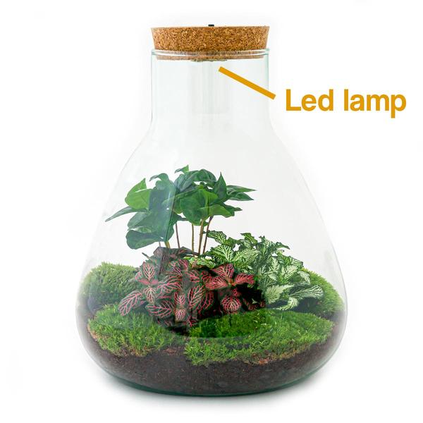 DIY terrarium - Sam Coffea met lamp - ↕ 30 cm - Rake + Shovel + Tweezer + Scissors