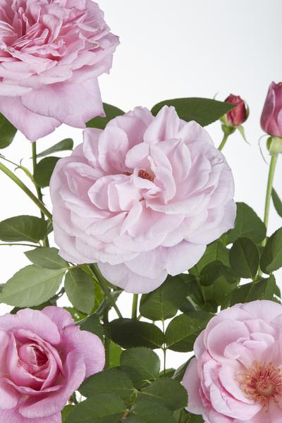 Rosa Crazy in love 'Pink' - Roze Roos - Ø15cm - ↕65cm