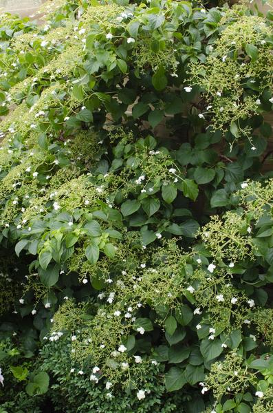 Hydrangea petiolaris - Klimhortensia - Ø15cm - ↕65cm