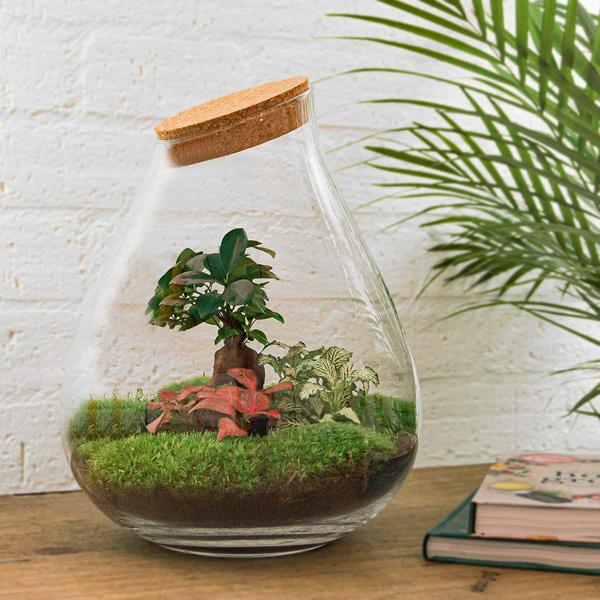 DIY terrarium - Drop XL Bonsai -↕ 37 cm - Rake + Shovel