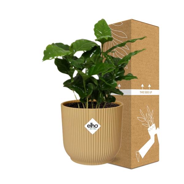 Coffea Arabica in ELHO Vibes Fold 14cm geel