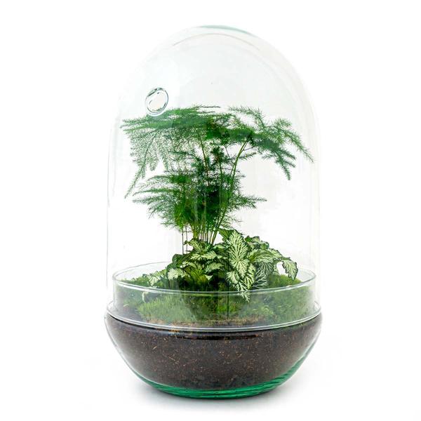 DIY terrarium - Egg XL - ↕ 30 cm