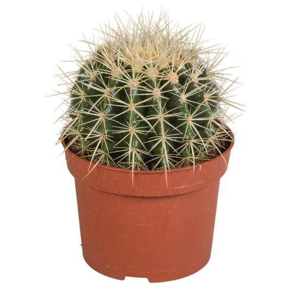 Echinocactus grusonii 12cm