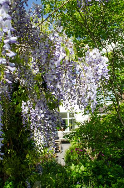 2x Wisteria sinensis 'Caroline' - ↨65cm - Ø15