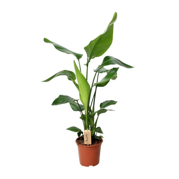 Strelitzia Nicolai - Ø19cm - ↕90cm