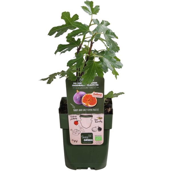 Ficus Gustissimo Perretta - Ø19cm - ↕50cm - Ø13 - ↨45cm