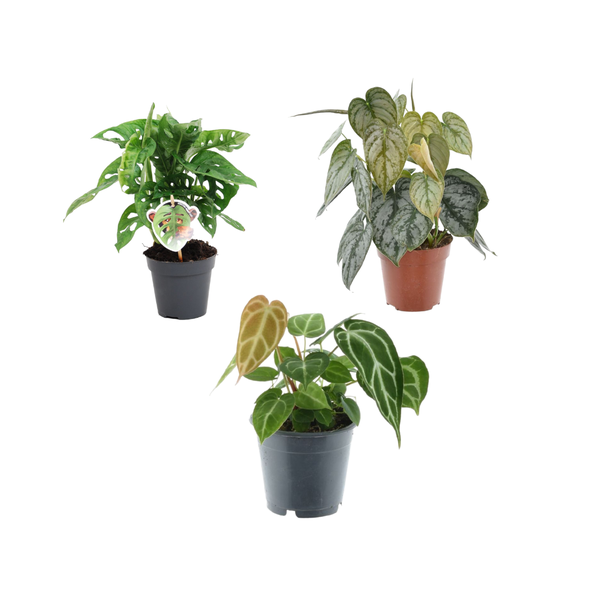 Groen mix 3 planten - Monstera obliqua 'Monkey Leaf' - 25 cm - ø12 - Philodendron Brandtianum - 35 cm - ø12 - Anthurium Chrystallium - 35 cm - ø12