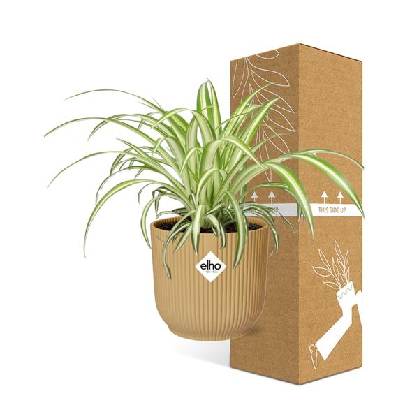 Chlorophytum Comosum Variegatum in ELHO Vibes Fold 14cm geel