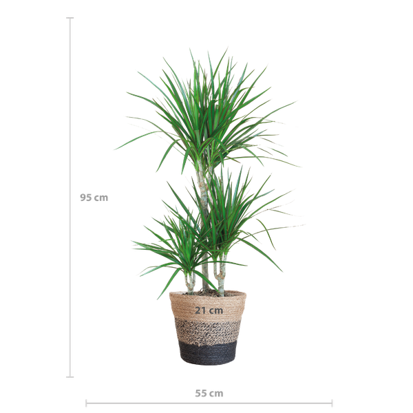 Dracaena Marginata met Lissabon mand zwart - 95cm - Ø21