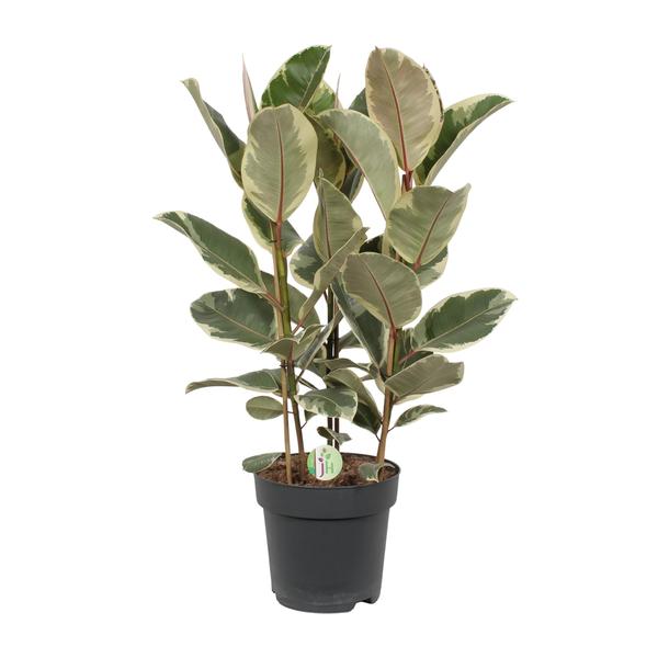 Ficus Tineke - Ø27cm - ↕85cm