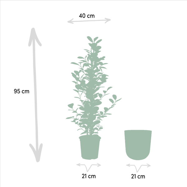 Ficus microcarpa Moclame - Ø21cm - ↕95cm + Pot Mayk Lead