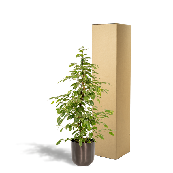 Ficus benjamina Goldenking - Ø21cm - ↕95cm + Pot Mayk Lead