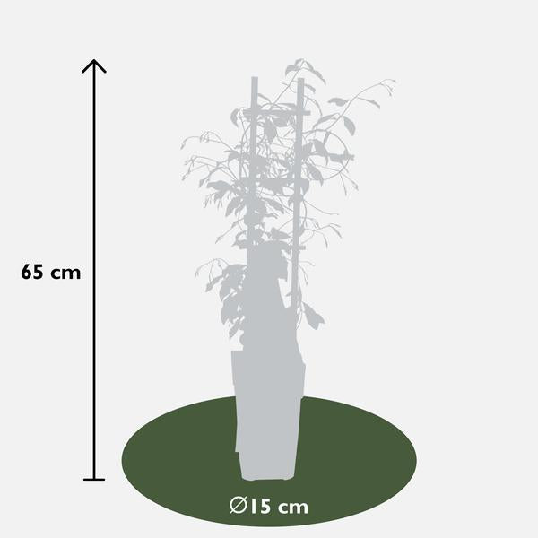 3x - Trachelospermum Mix - ↨65cm - Ø15