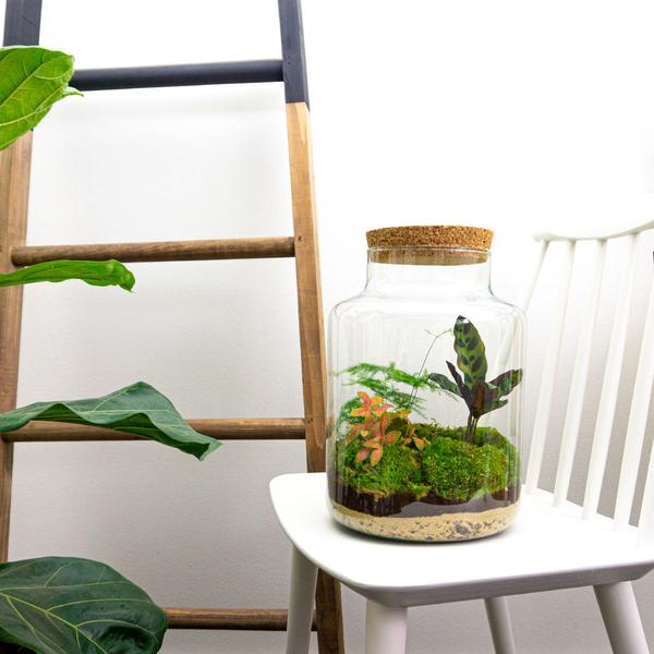 DIY terrarium - Milky - ↕ 30 cm - Normal