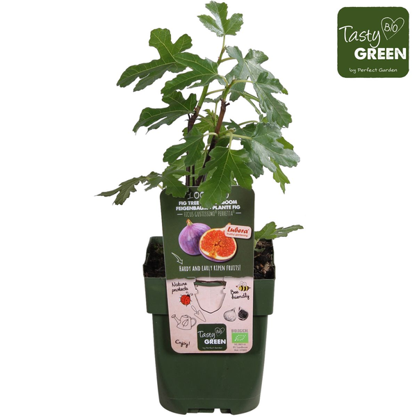 Ficus Gustissimo Perretta - Ø19cm - ↕50cm - Ø13 - ↨45cm