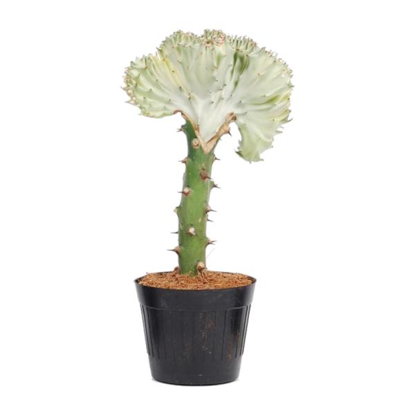 Euphorbia lactea Cristata wit - 35 cm - ø12