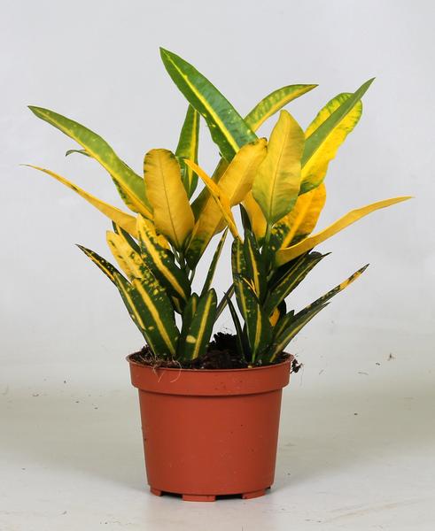 Croton Sunny Star - Ø12cm - ↕30cm