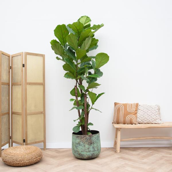 Ficus Lyrata vertakt XXL - 220cm - ø40