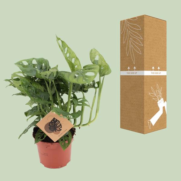 Monstera Monkey - Ø12cm - ↕30cm