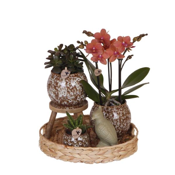 Kolibri Company | Gift set Untamed Nature | Plantenset met rode Phalaenopsis Orchidee en Succulenten incl. keramieken sierpotten