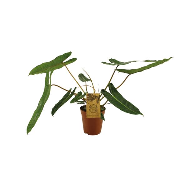 Philodendron Billetiae - Ø15cm - ↕50cm