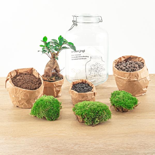 DIY terrarium - Jar - Ficus Ginseng bonsai - ↕ 28 cm - Normal