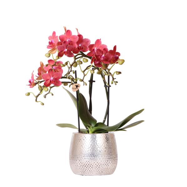 Kolibri Orchids | rode Phalaenopsis orchidee – Congo + Elite pot silver – potmaat Ø9cm | bloeiende kamerplant in bloempot - vers van de kweker