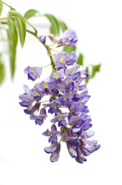 2x Wisteria sinensis 'Prolific' - ↨65cm - Ø15