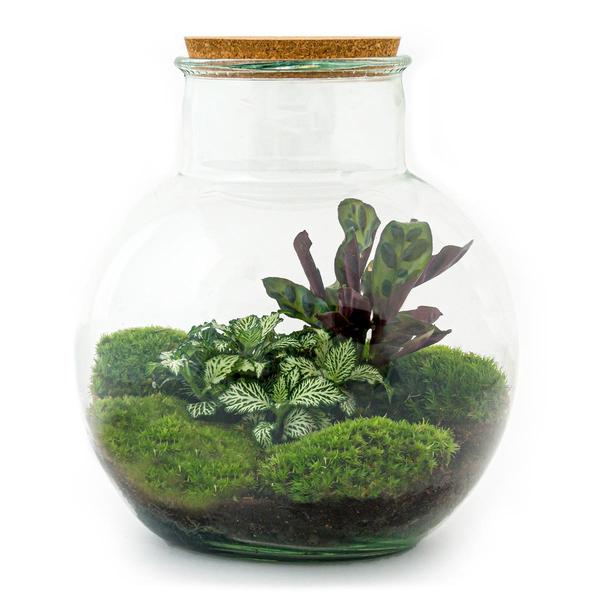 DIY terrarium - Teddy - ↕ 26,5 cm - Rake + Shovel