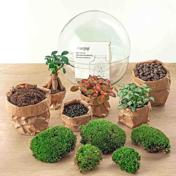 DIY terrarium - Dome XL - Ficus Ginseng Bonsai - ↕ 30 cm - Rake + Shovel