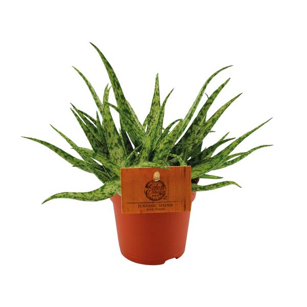 Aloe Spider - Ø10,5 ↕15