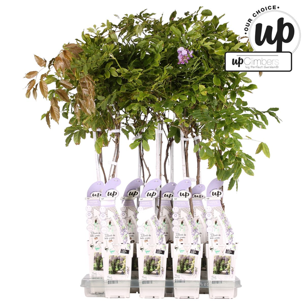 Wisteria sinensis Caroline - Paarse Regen - Ø15cm - ↕65cm