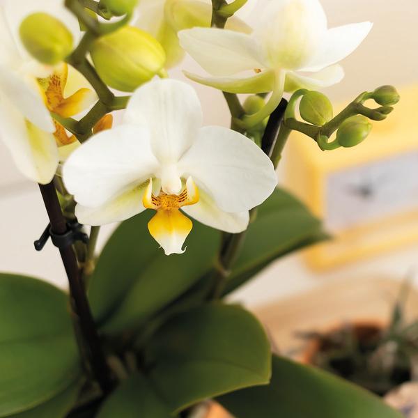 Kolibri Orchids | Plantenset Optimisme small| Groene planten met witte Phalaenopsis orchidee in Optimism sierpotten en witte dienblad