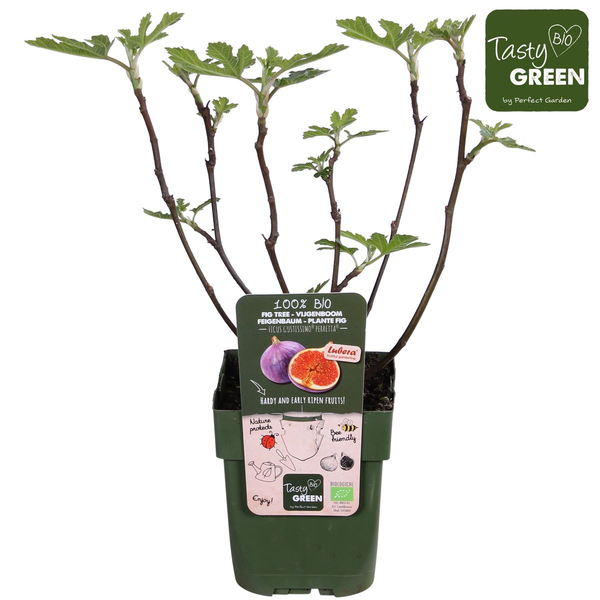 Ficus Gustissimo Perretta - Ø19cm - ↕50cm - Ø13 - ↨45cm