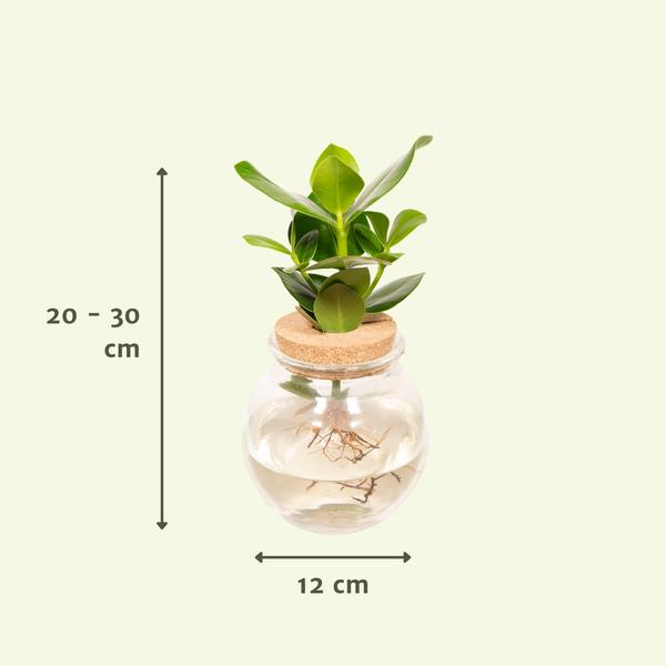 Clusia in Bolglas kurk - Ø12cm - ↕30cm