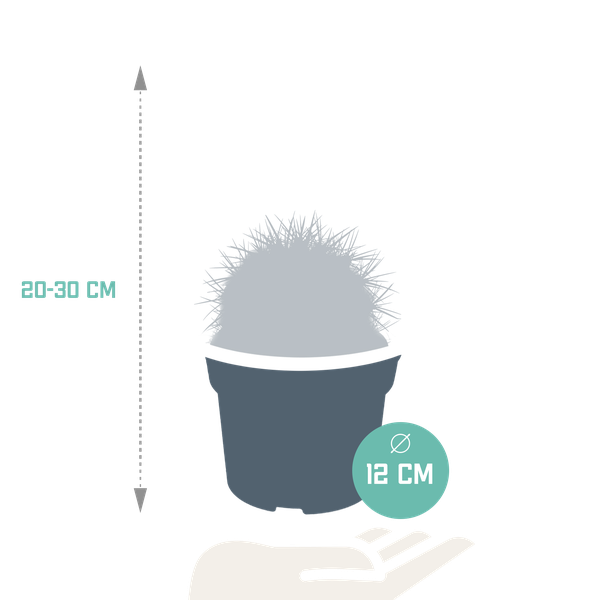 Echinocactus grusonii 12cm