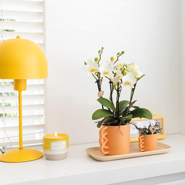 Kolibri Orchids | Plantenset Optimisme small| Groene planten met witte Phalaenopsis orchidee in Optimism sierpotten en witte dienblad