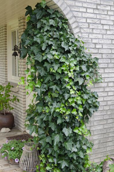 Hedera helix - Ø15cm - ↕65cm