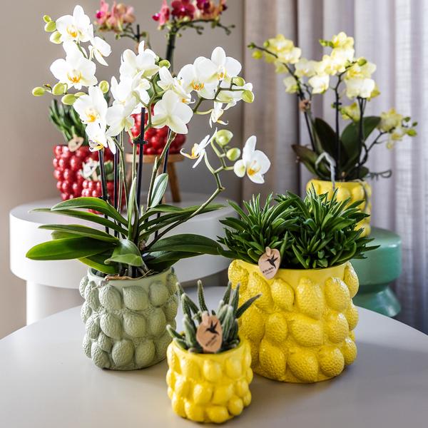 Kolibri Orchids | gele Phalaenopsis orchidee – Mexico + Citrus sierpot green – potmaat Ø9cm| bloeiende kamerplant in bloempot - vers van de kweker