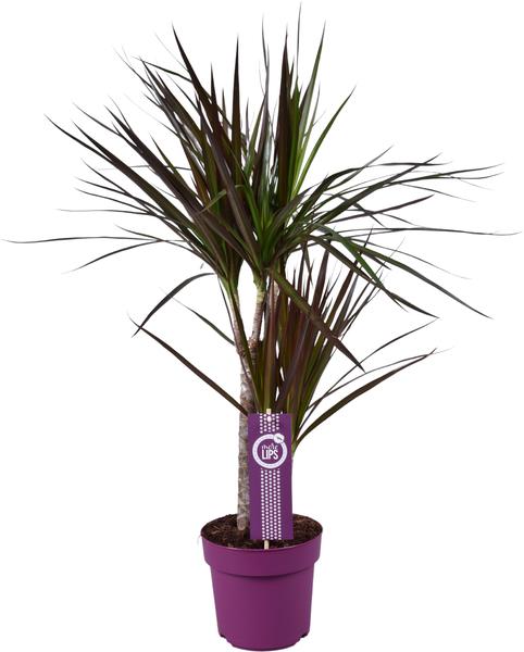 Dracaena Magenta - Ø17cm - ↕70cm