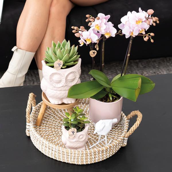 Kolibri Company | Gift set Romantic| Plantenset met roze Phalaenopsis Orchidee en Succulenten incl. keramieken sierpotten