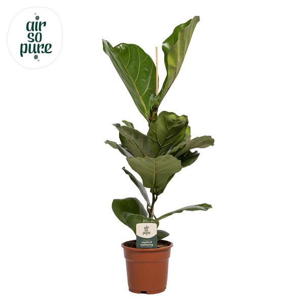 Ficus Lyrata - Ø17cm - ↕60cm