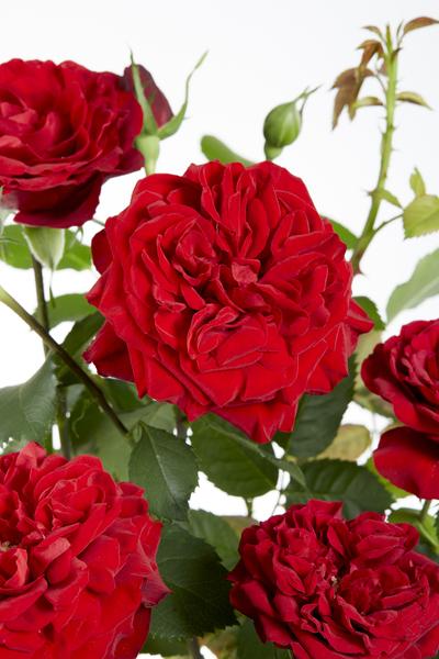 Rosa Crazy in love 'Red' - Rode Roos - Ø15cm - ↕65cm