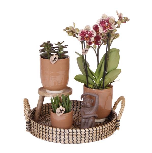 Kolibri Company | Gift set Home Hub | Plantenset met Phalaenopsis Orchidee en Succulenten incl. keramieken sierpotten