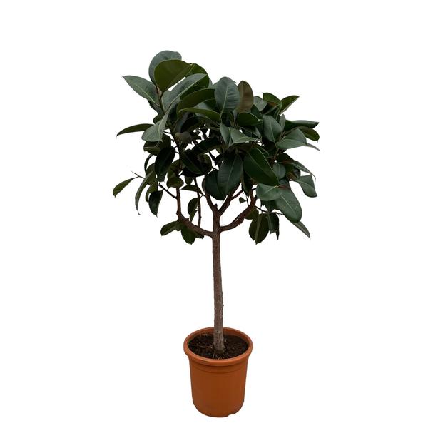 Ficus Elastica Robusta op stam - 200 cm - ø40