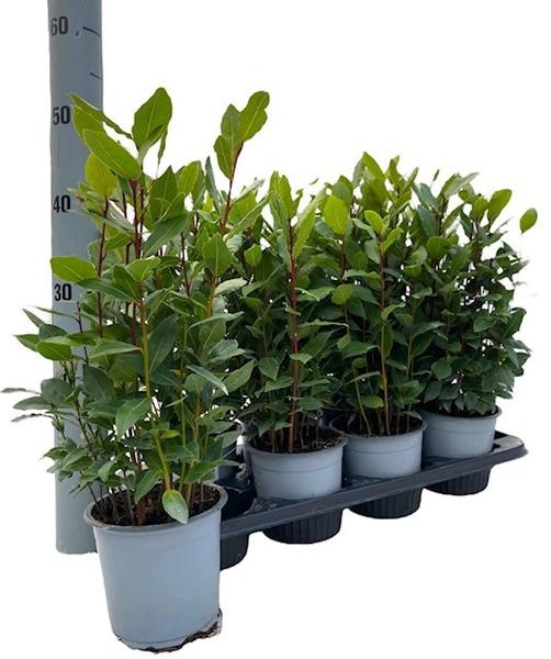 Laurus Nobilis - Ø14cm - ↕35cm