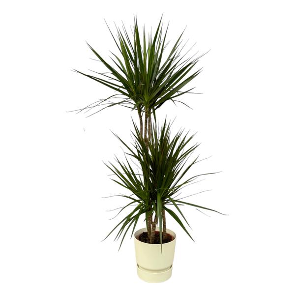 Dracaena Marginata - ↨120cm - Ø21cm inclusief elho Greenville Round wit D24xH23