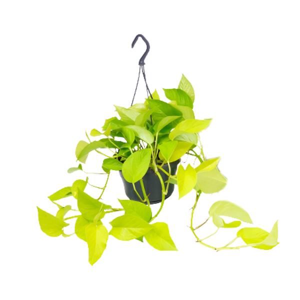 Epipremnum Golden Pothos - Scindapsus - Ø15 - ↕25cm